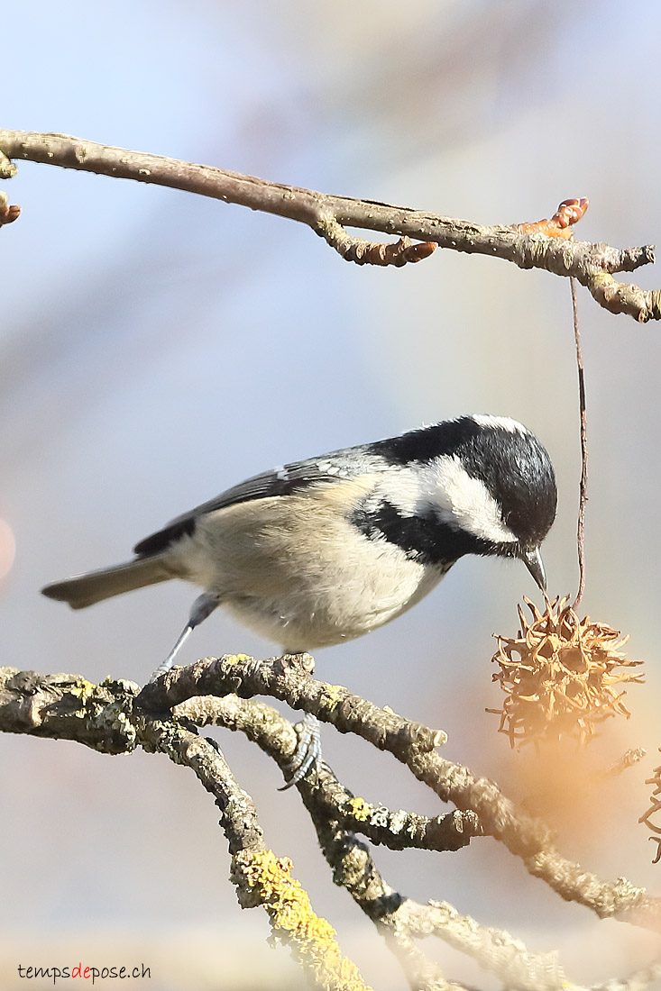 Msange noire - (Coal Tit)