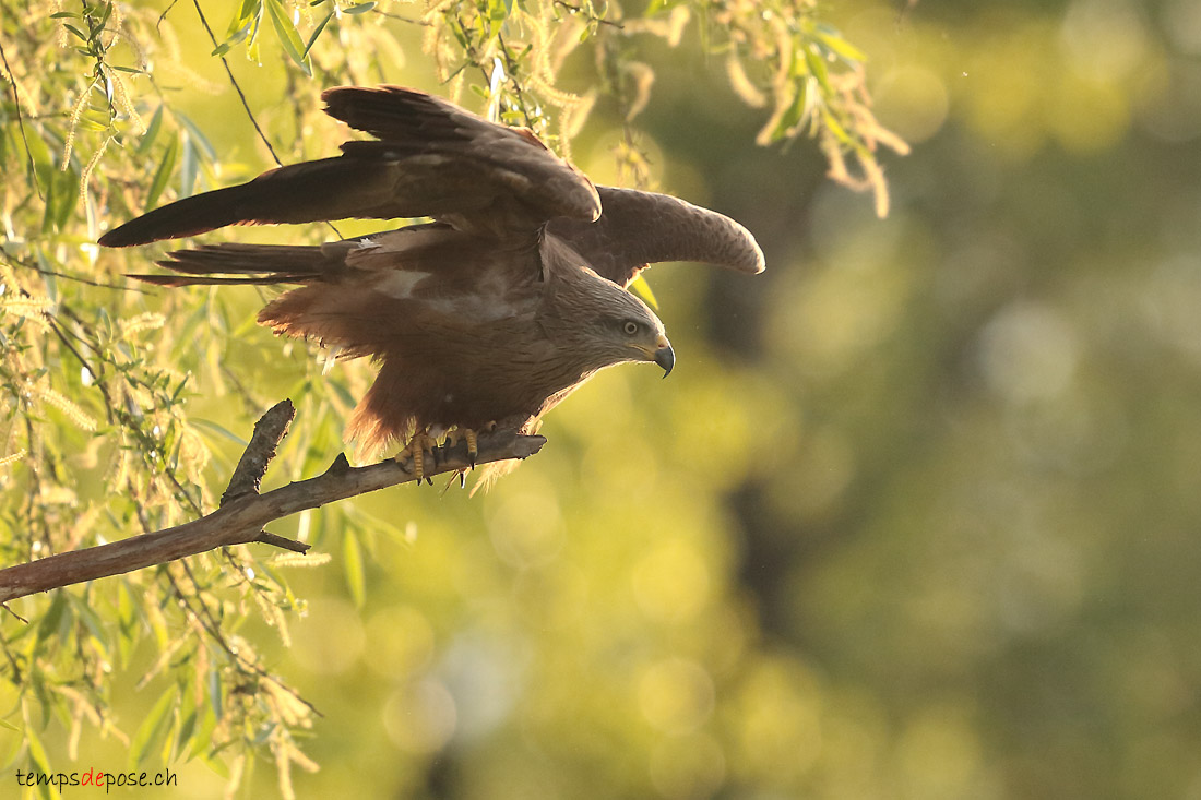 Milan Noir - (Black Kite)