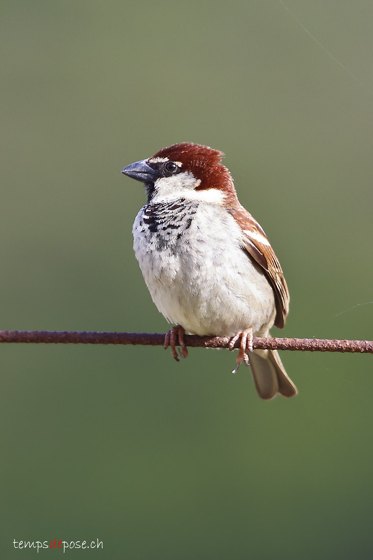 Moineau cisalpin - (Passer italiae)