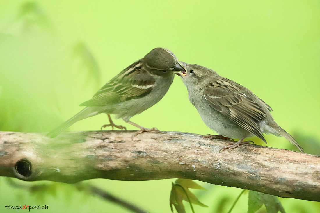 Moineau domestique - (House Sparrow)