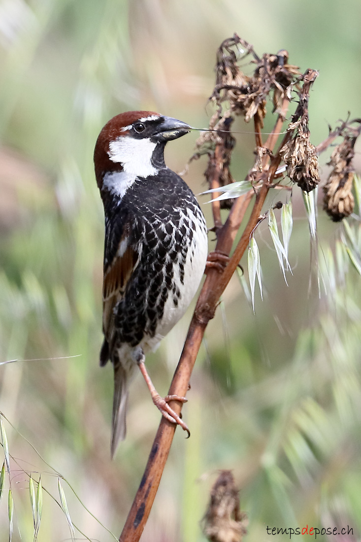 Moineau espagnol - (Passer hispaniolensis)