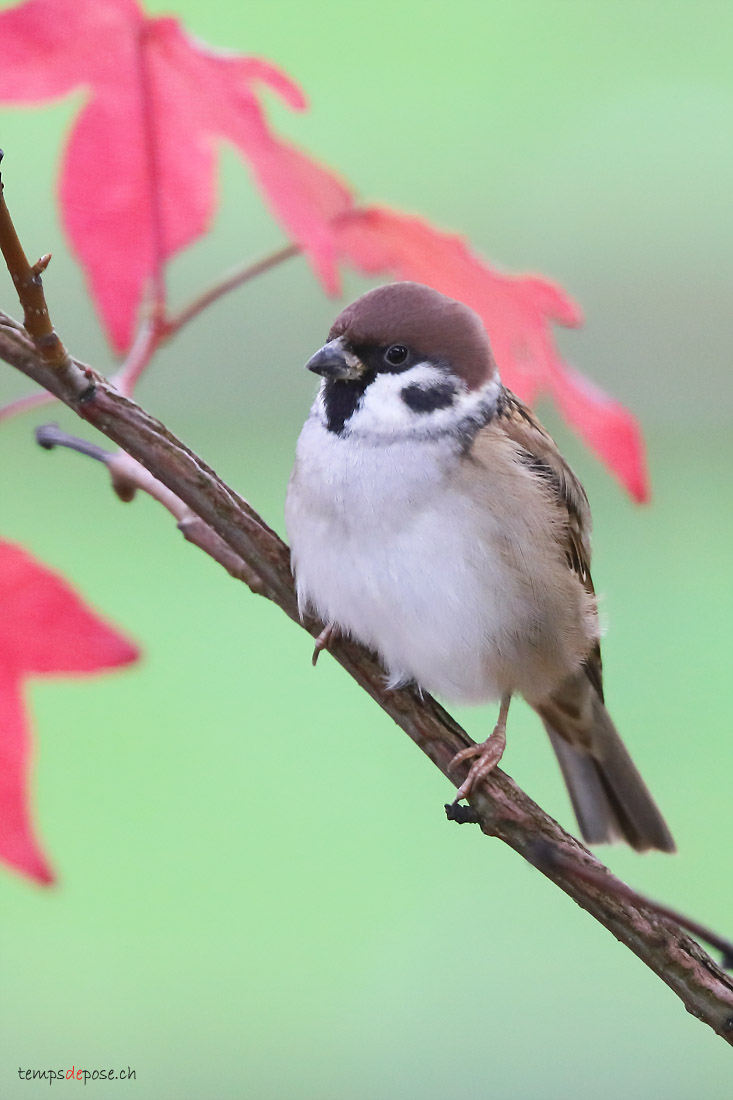 Moineau friquet - (Eurasian Tree Sparrow)