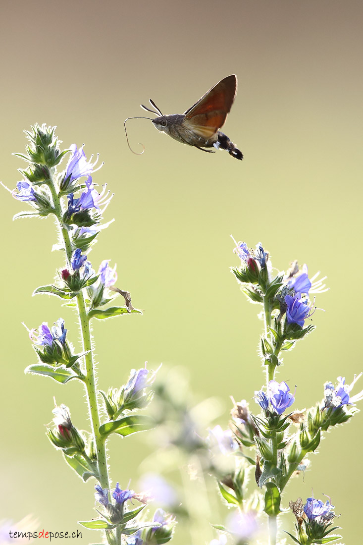 Moro-Sphinx - (Macroglossum stellatarum)