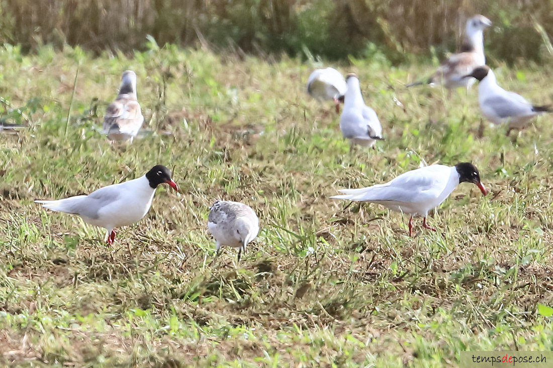 Mouette mlanocphale - (Mediterranean Gull)