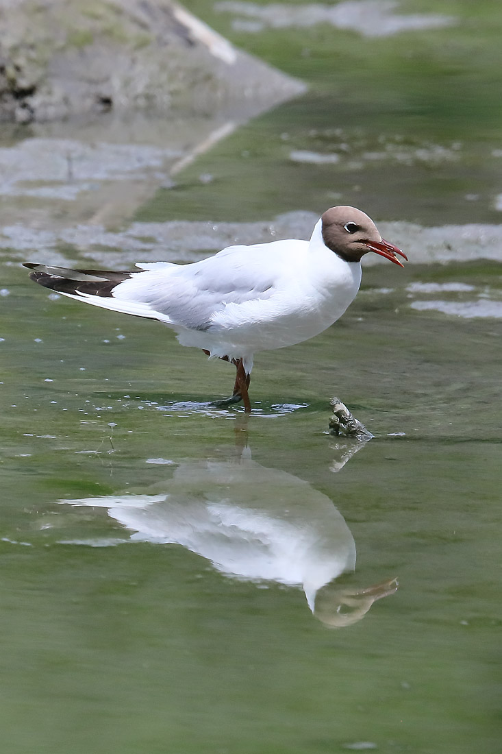 Mouette rieuse - (Black-headed Gull)