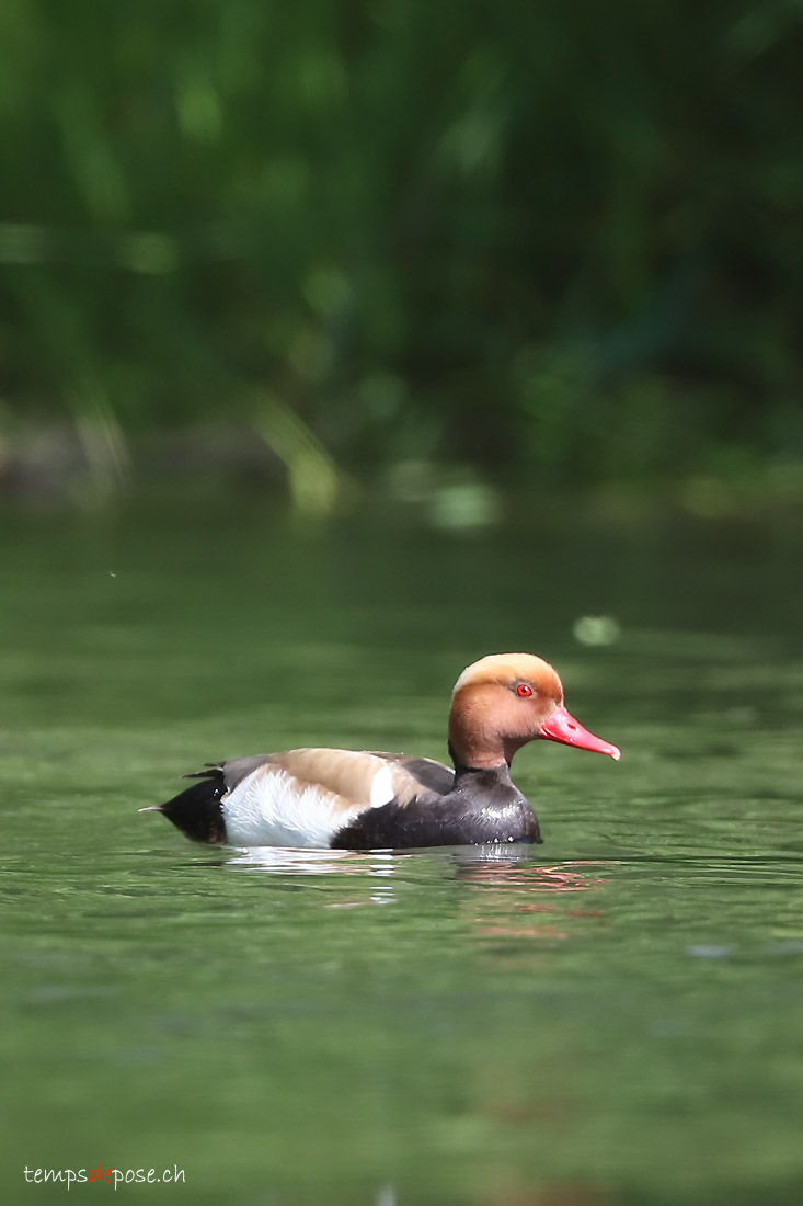 Nette rousse - (Red-crested Pochard)