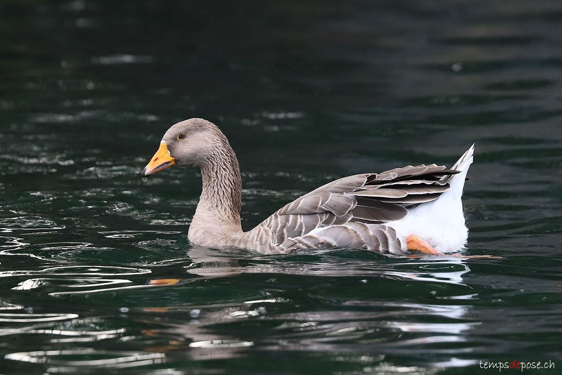 Oie cendre - (Greylag Goose)