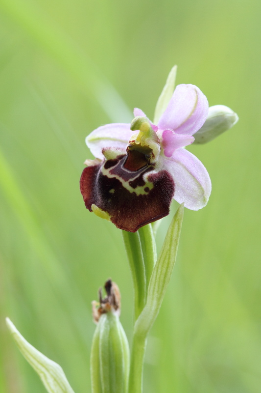 Ophrys Abeille