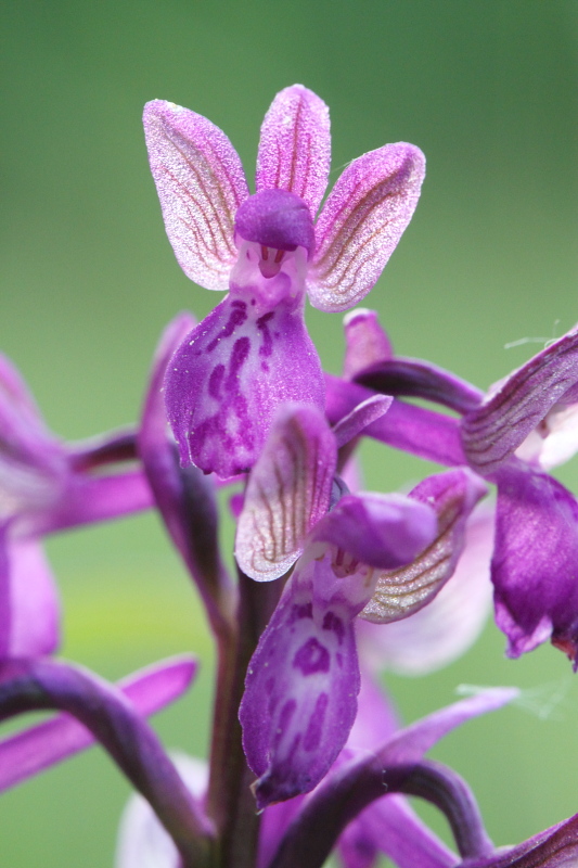 Orchide Sauvage