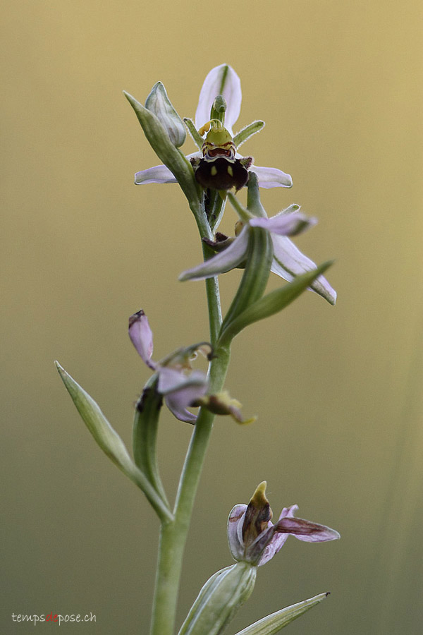 Orchis Abeille