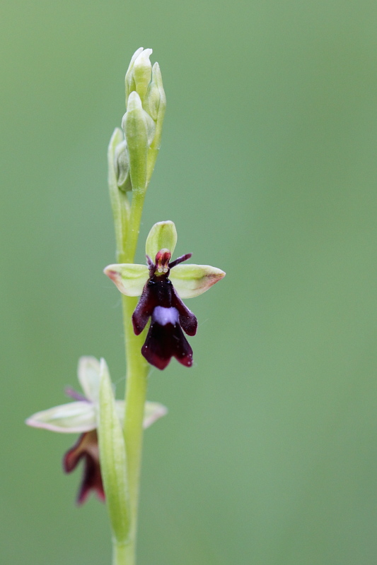 Ophrys Mouche
