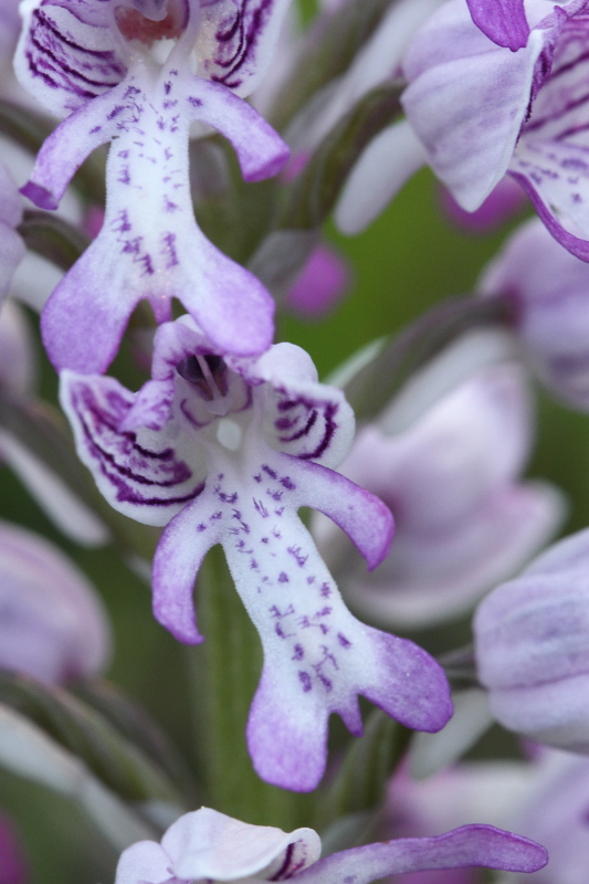 Orchis Singe 