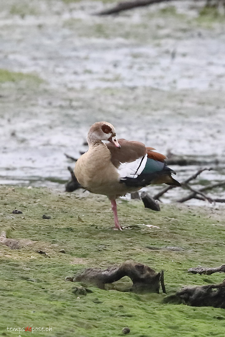 Ouette d'Egypte - (Egyptian Goose)