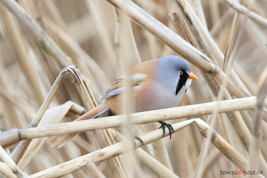 Panure  moustaches - (Panurus biarmicus)