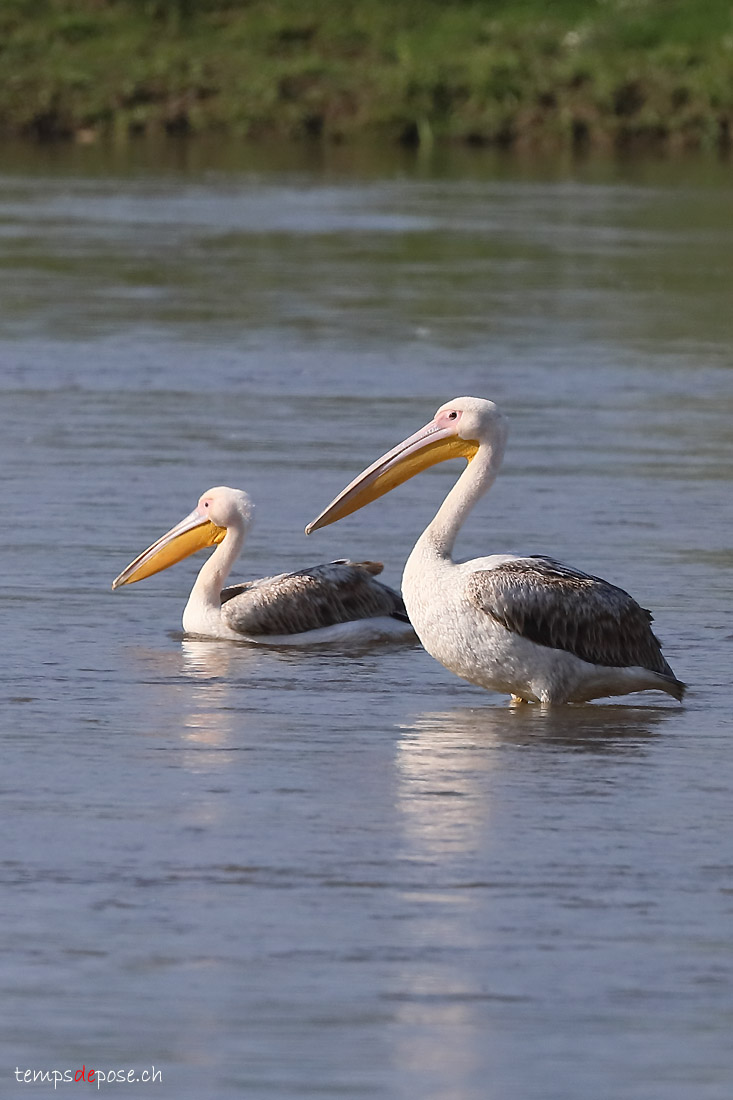 Plican blanc - (Great White Pelican)