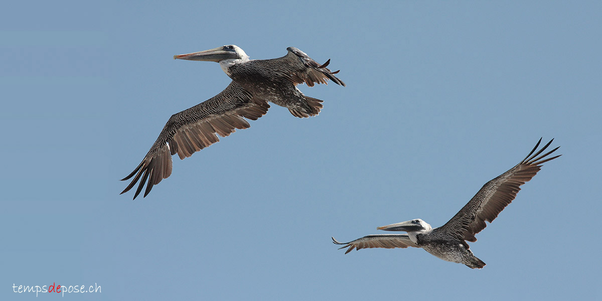 Plicans bruns - (Brown Pelican)