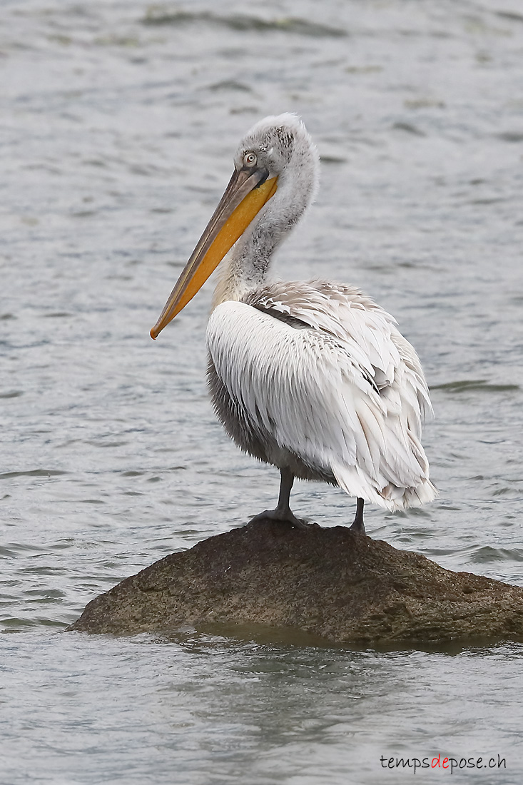 Plican fris - (Pelecanus crispus)