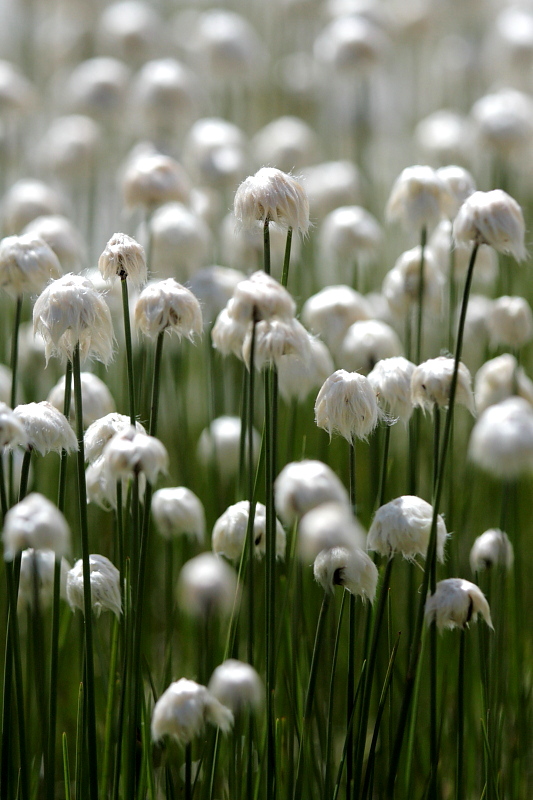 Fleurs aux cheveux blond