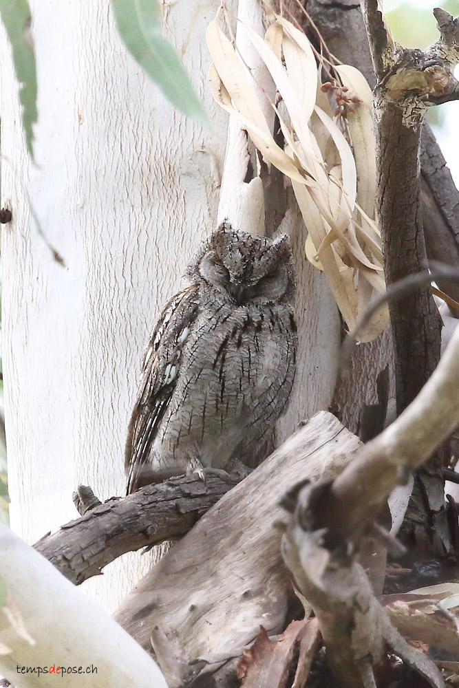 Petit-duc scops - (Eurasian Scops Owl)