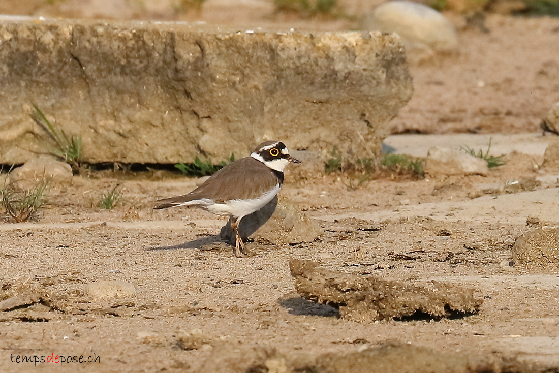 Petit Gravelot - (Charadrius dubius)