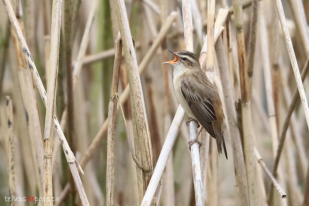 Phragmite des joncs - (Acrocephalus schoenobaenus)