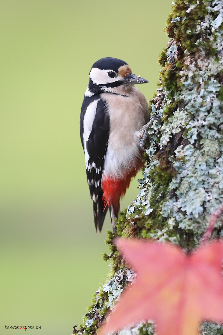 Pic peiche -(Great Spotted Woodpecker)
