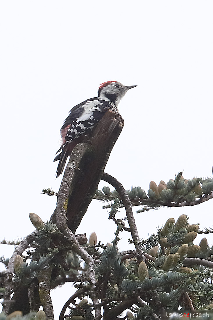 Pic mar - (Middle Spotted Woodpecker)