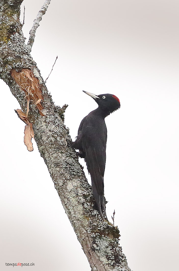 Pic noir - (Black Woodpecker)