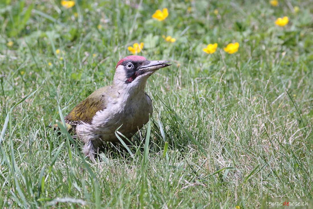 Pic Vert - (European Green Woodpecker)