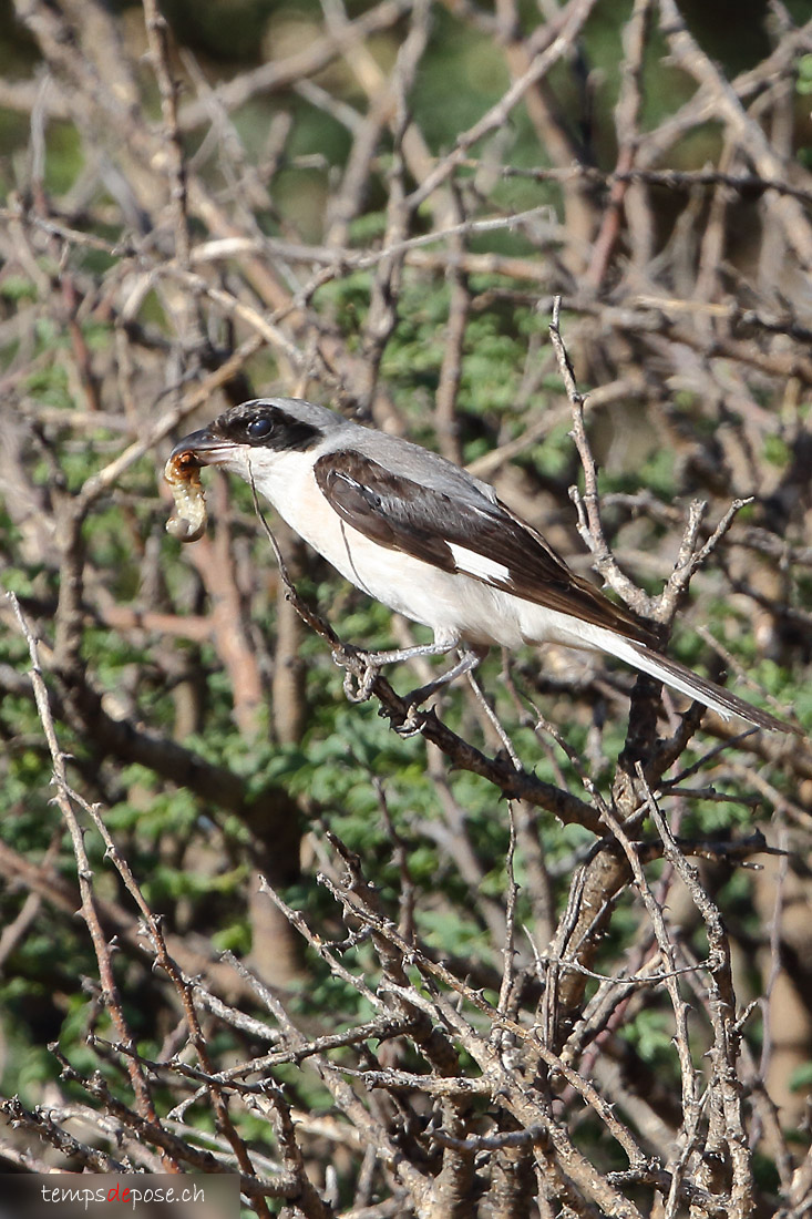 Pie-griche  poitrine rose - (Lesser Grey Shrike)