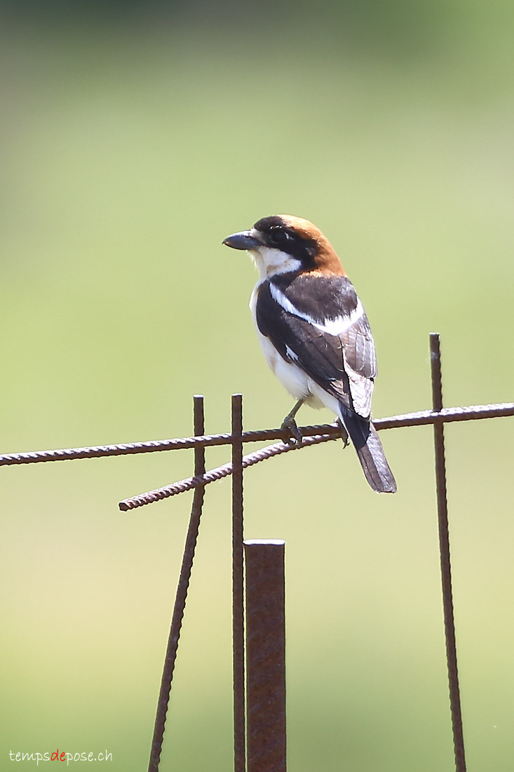 Pie-griche  tte rousse - (Woodchat Shrike)