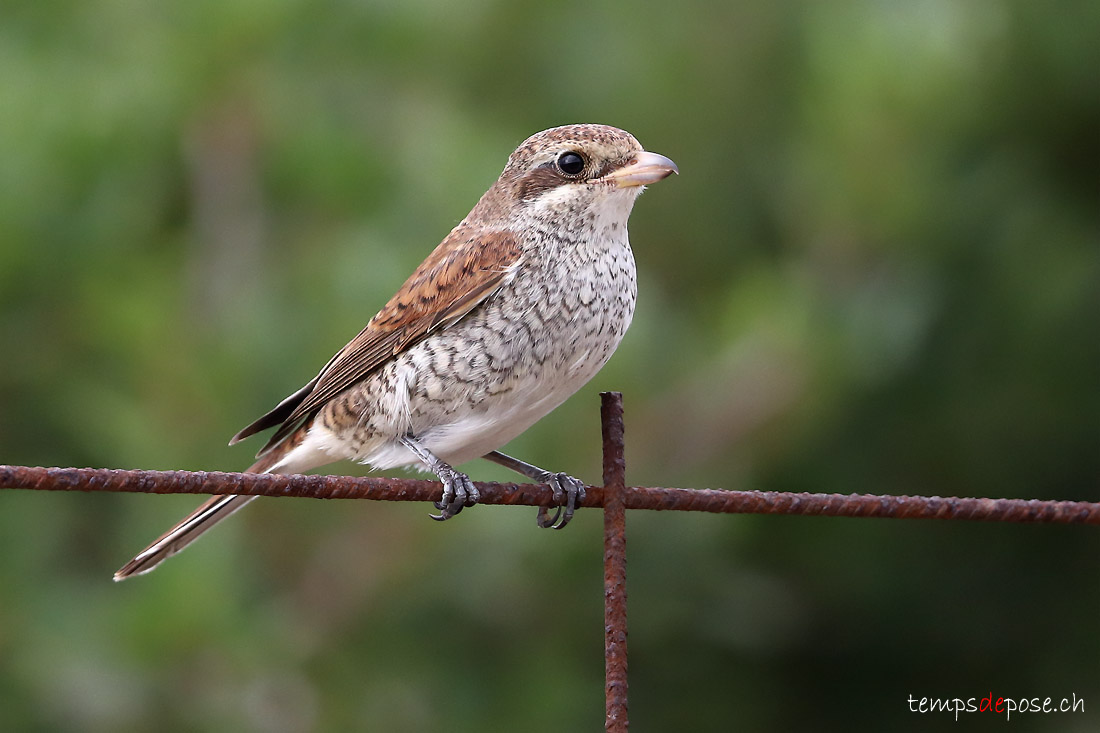 Pie-griche corcheur - (Lanius collurio)