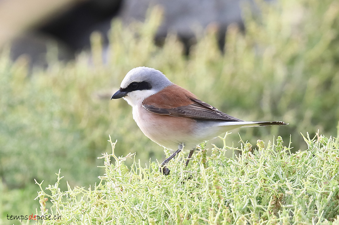 Pie-griche corcheur - (Lanius collurio)