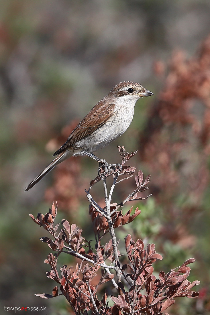 Pie-griche corcheur - (Lanius collurio)