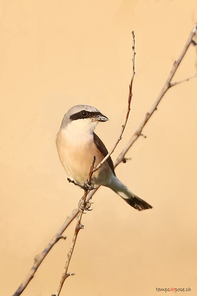 Pie-griche corcheur - (Red-backed Shrike)