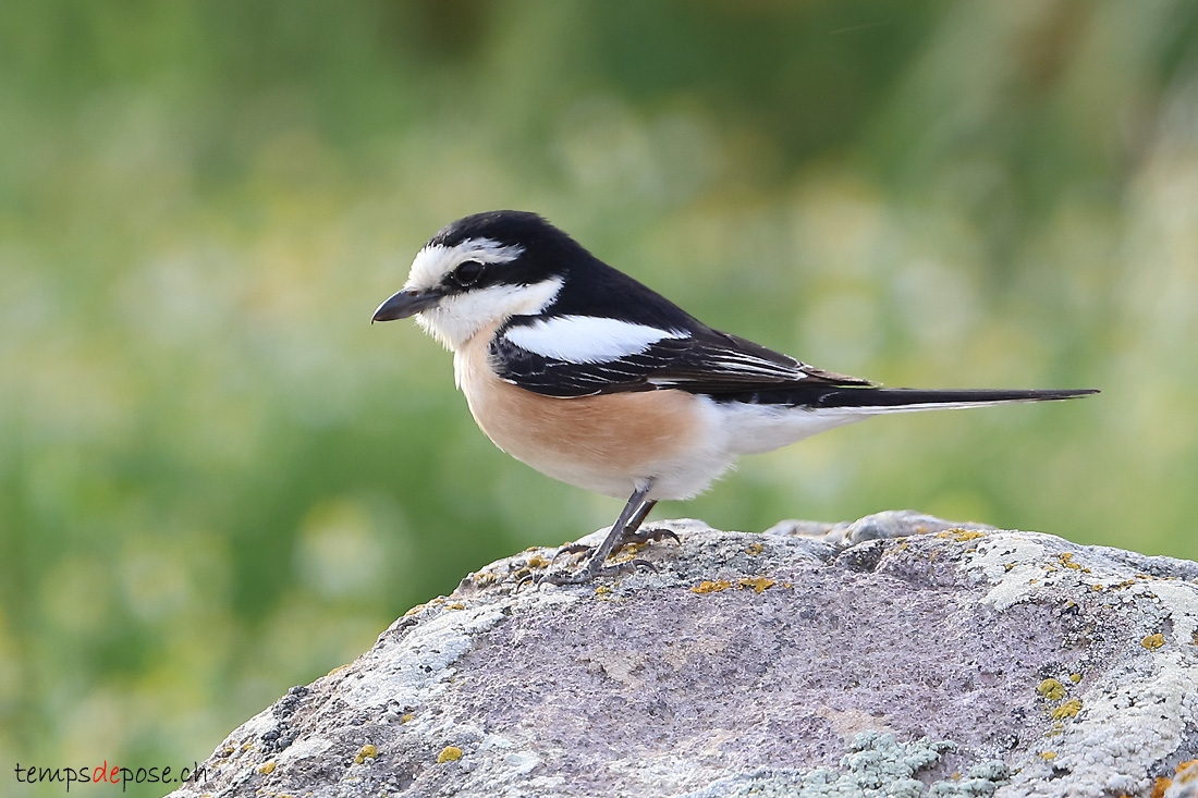 Pie-griche masque - (Lanius nubicus)