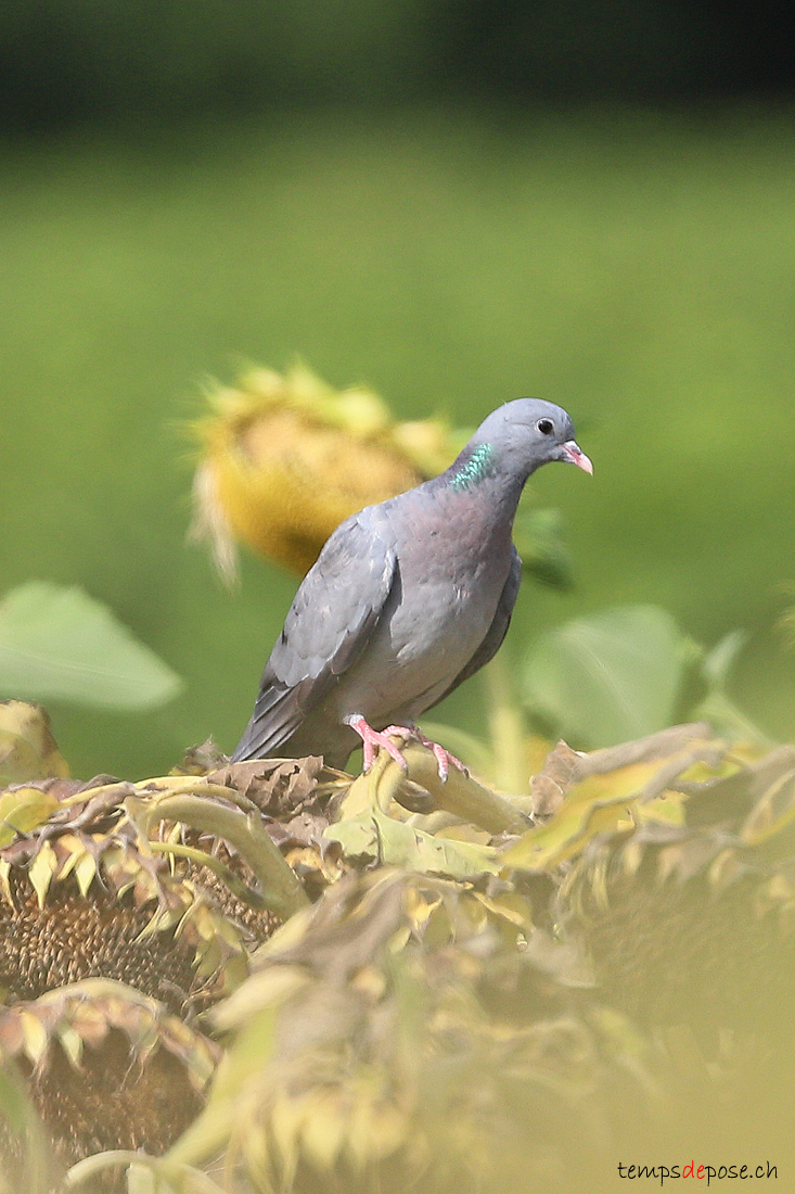 pigeon colombin - (Stock Dove)