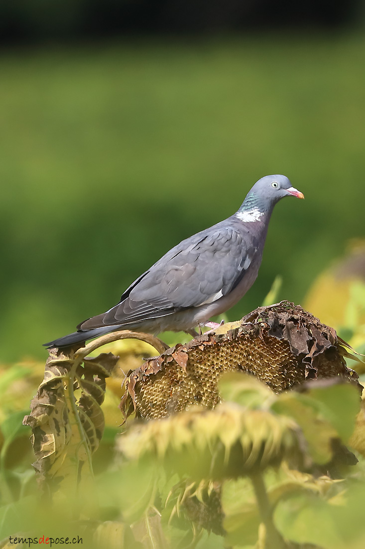 Pigeon ramier - (Common Woodpigeon)