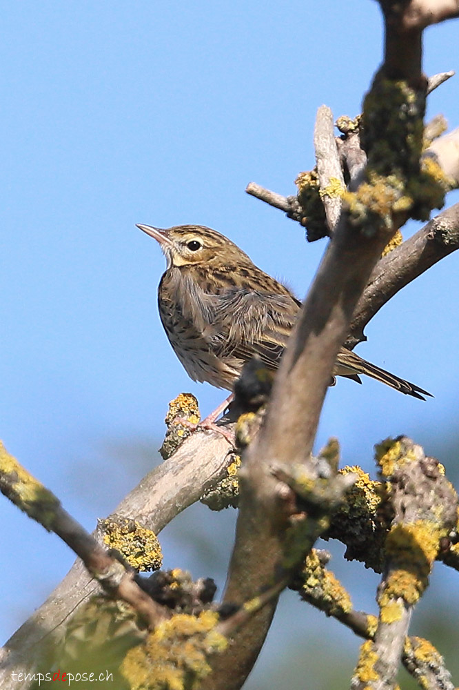 Pipit des arbres - (Anthus trivialis)