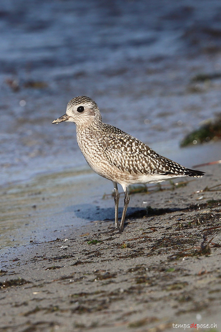 Pluvier argent - (Pluvialis squatarola)