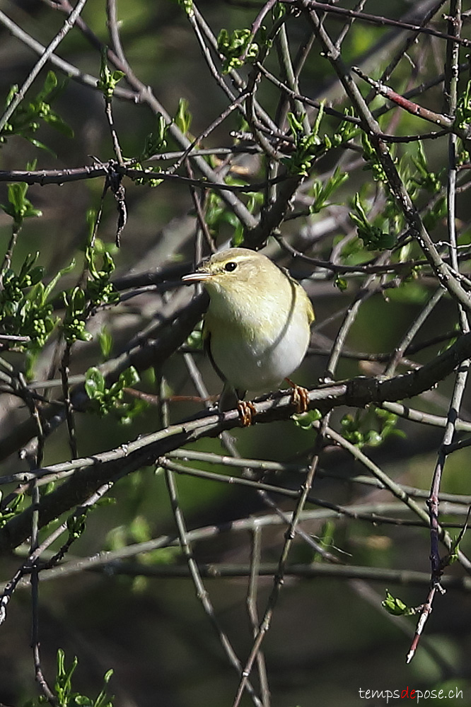Pouillot siffleur - (Wood Warbler)