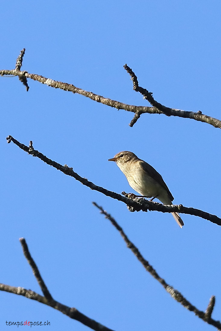 Pouillot vloce - (Common Chiffchaff)