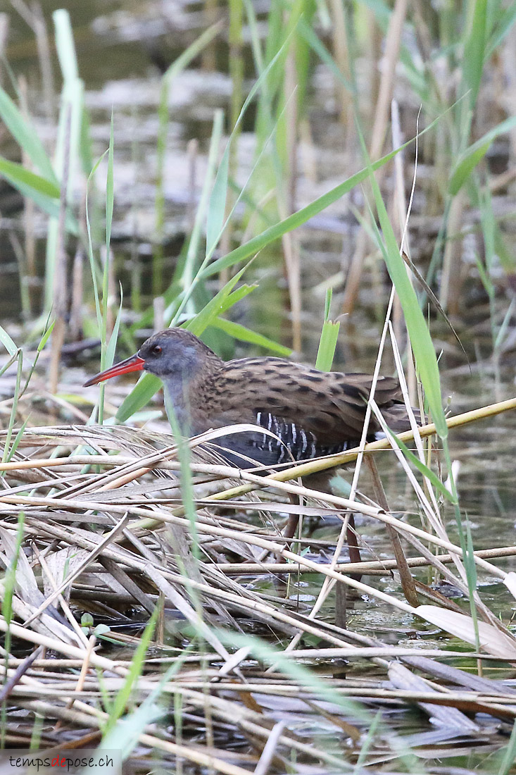 Rle d'eau - (Western Water Rail)