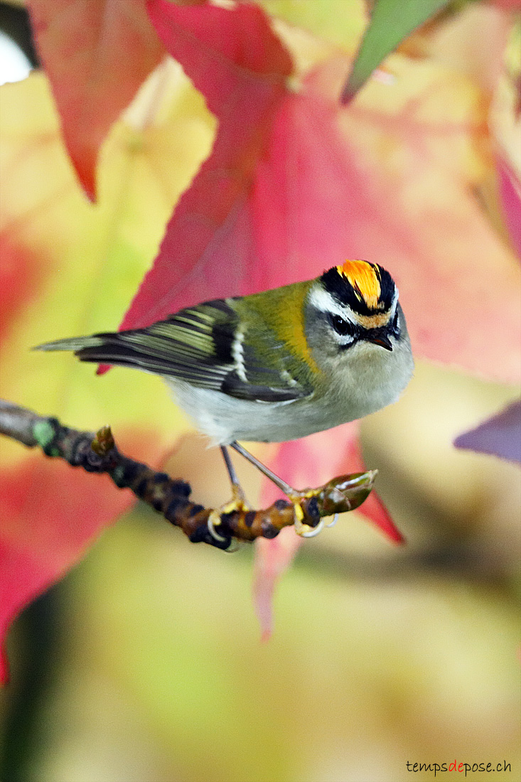 Roitelet  triple bandeau - (Regulus ignicapilla)