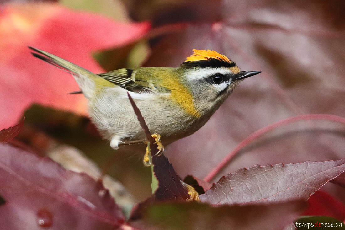 Roitelet  triple bandeau - (Regulus ignicapilla)