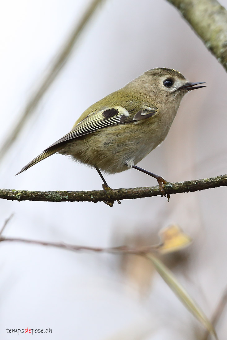 Roitelet hupp - (Goldcrest)