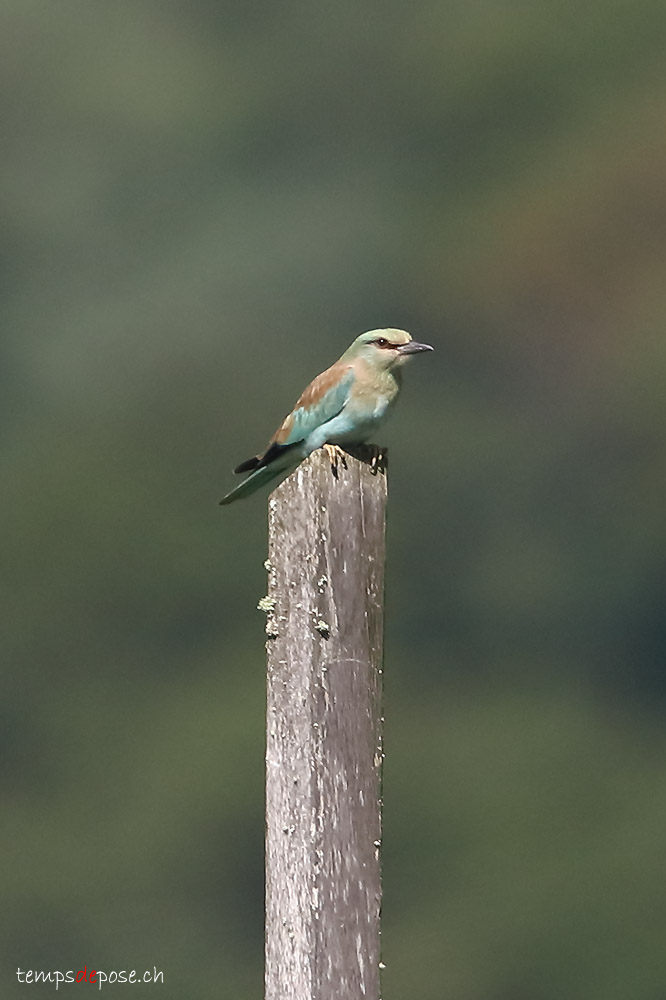 Rollier d'Europe - (European Roller)