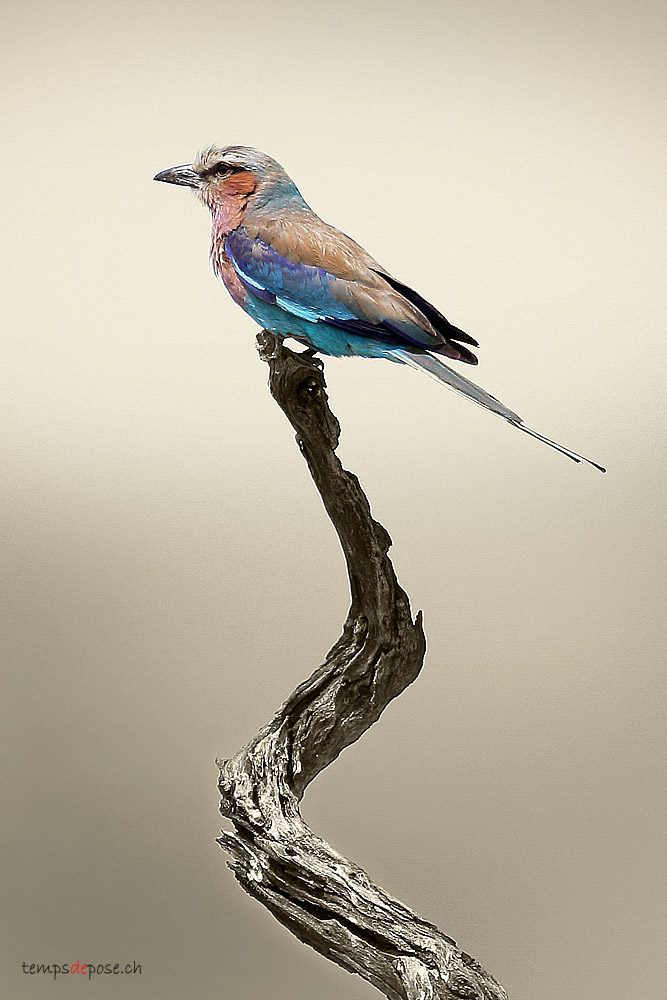 Rollier  longs brins - (Lilac-breasted Roller)