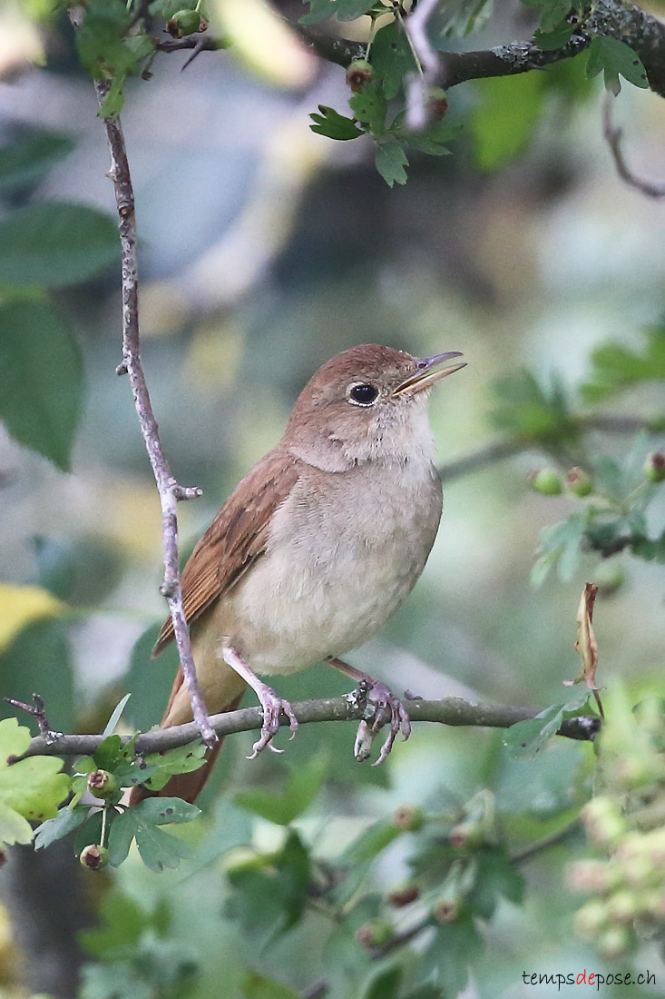 Rossignol philomle -(Common Nightingale)