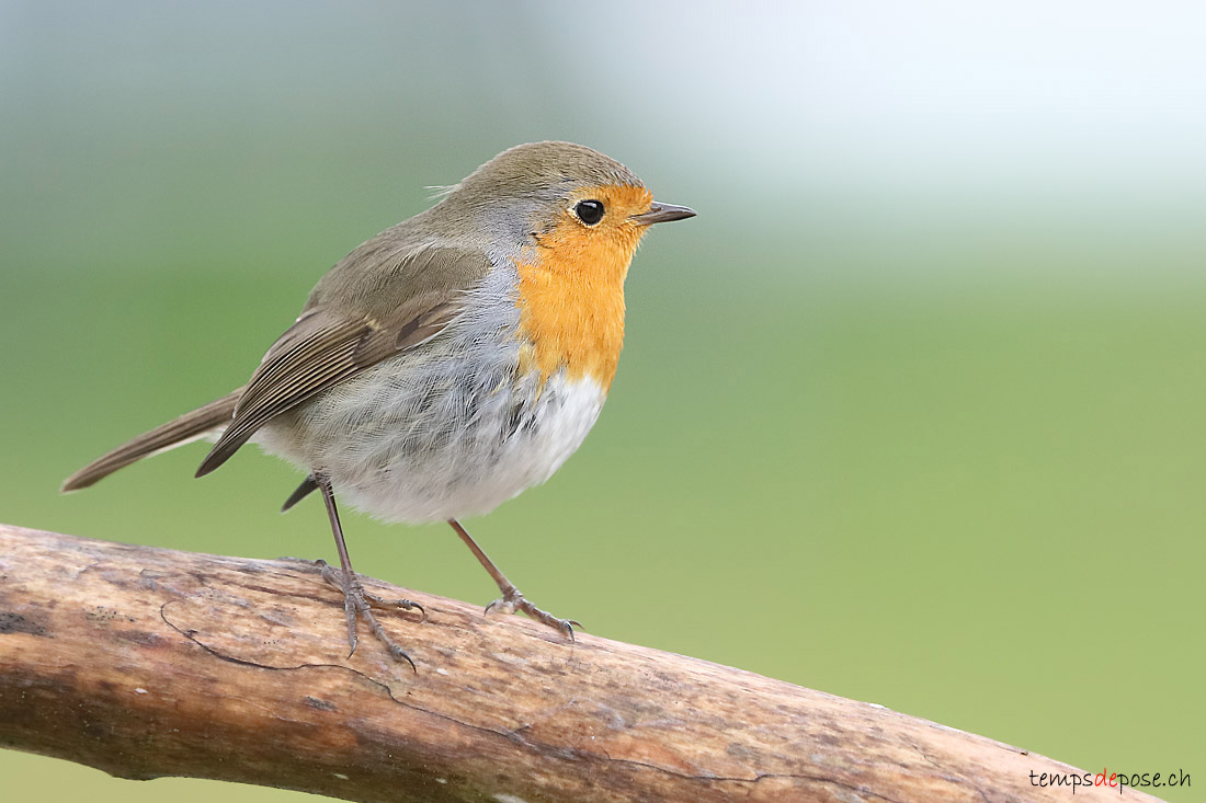 Rougegorge familier - (European Robin)